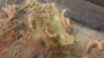 Media type: image;   Invertebrate Zoology 153120 Description: live specimen;